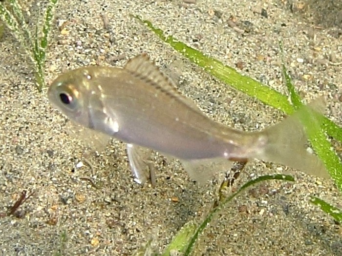 Pagellus acarne?